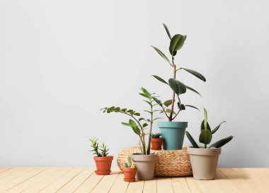 Hafif arka planda bitkileri olan saksılar