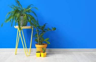 Renk arkaplan üzerinde bitkiler olan kalk ve saksılar