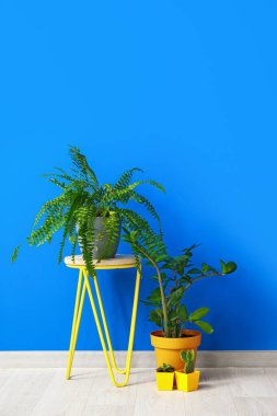 Renk arkaplan üzerinde bitkiler olan kalk ve saksılar