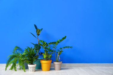 Renkli arka planda bitkileri olan saksılar