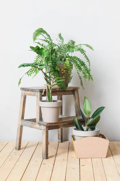 Wooden Stand Pots Plants Light Background — Stock Photo, Image
