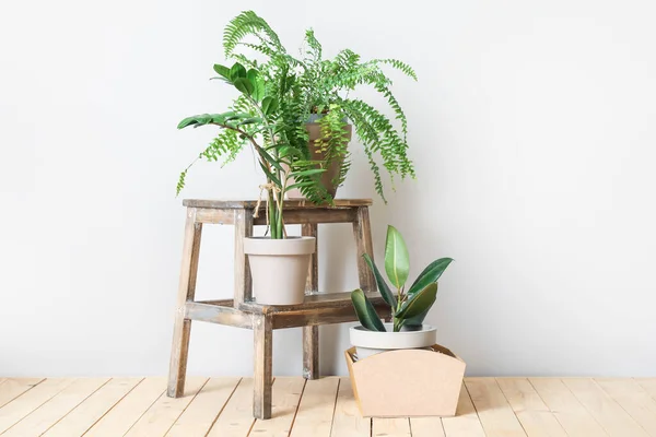 Soporte Madera Macetas Con Plantas Sobre Fondo Claro — Foto de Stock