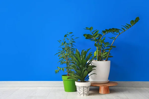 Pots Plants Color Background — Stock Photo, Image