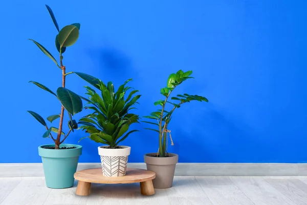 Pots Plants Color Background — Stock Photo, Image