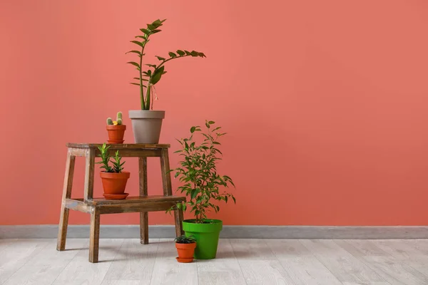 Wooden Stand Pots Plants Color Background — Stock Photo, Image