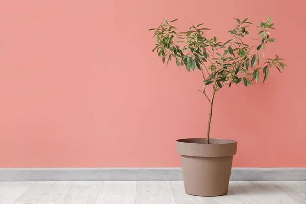 Pot Plant Color Background — Stock Photo, Image