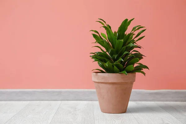 Pot Plant Color Background — Stock Photo, Image