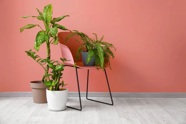 Chaise Pots Avec Des Plantes Sur Fond Couleur — Photo