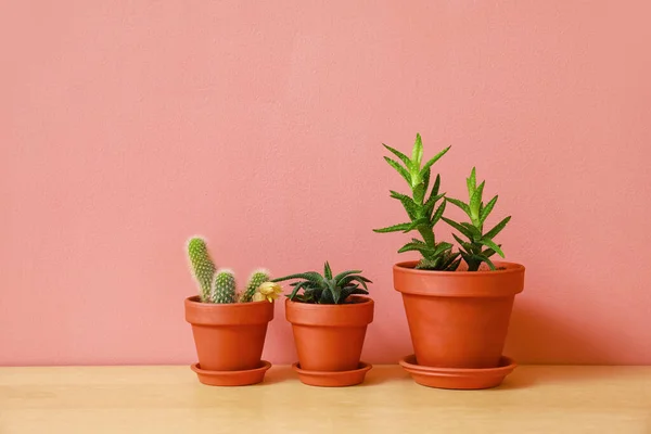 Pots Plants Color Background — Stock Photo, Image