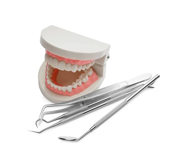 Dentist Tools Jaw Model White Background — Stock Photo, Image