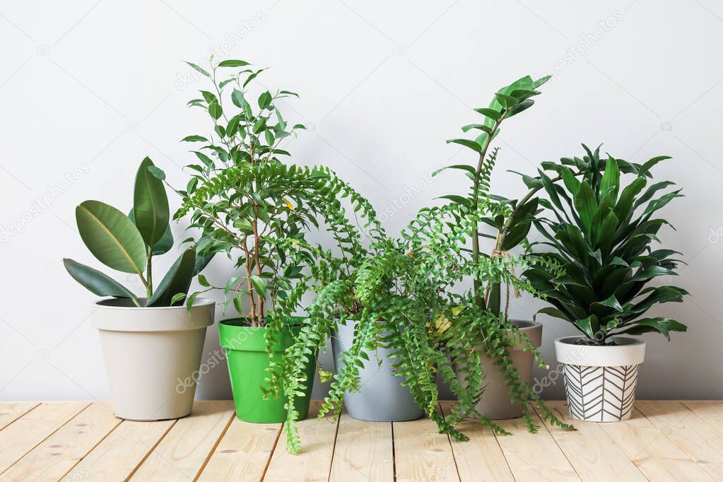 Pots with plants on light background
