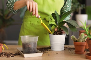 Evde çiçekleriyle ilgilenen genç bir kadın.