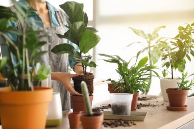 Evde çiçekleriyle ilgilenen genç bir kadın.