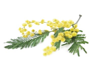 Beyaz arka planda güzel açan mimoza dalı