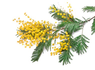 Beyaz arka planda güzel açan mimoza dalı