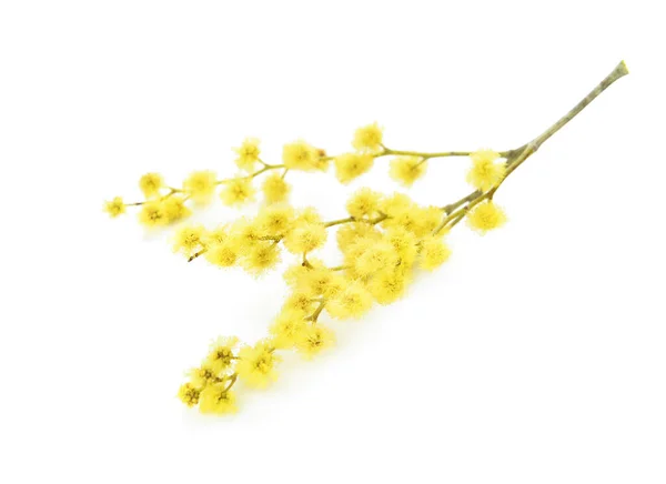 Beautiful Mimosa Flowers White Background — Stock Photo, Image