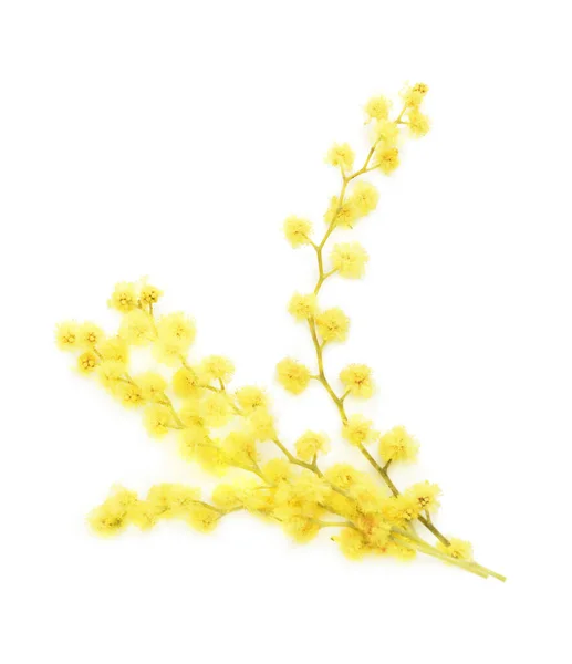 Beautiful Mimosa Flowers White Background — Stock Photo, Image