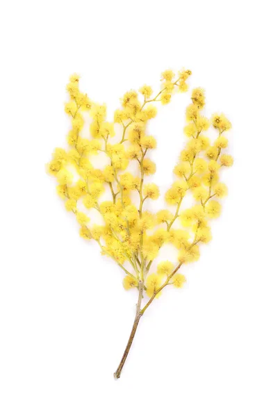 Schöne Mimosen Blumen Auf Weißem Hintergrund — Stockfoto