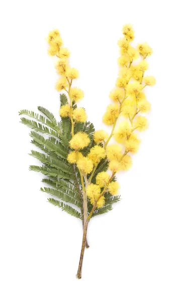 Beautiful Mimosa Flowers White Background — Stock Photo, Image