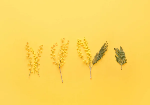 Beautiful Mimosa Flowers Color Background — Stock Photo, Image