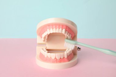 Arkaplanda diş fırçası olan çene modeliName