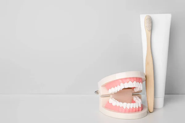 Kiefermodell Mit Zahnbürste Und Paste Auf Hellem Hintergrund — Stockfoto