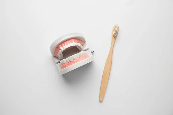 Escova Dentes Modelo Mandíbula Fundo Branco — Fotografia de Stock