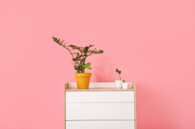 Odadaki renkli duvarın yanında modern çekmeceler ve bitkiler var.