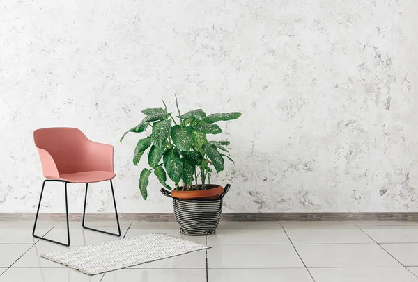 Fauteuil Moderne Avec Plante Intérieur Près Mur Lumière Dans Chambre — Photo