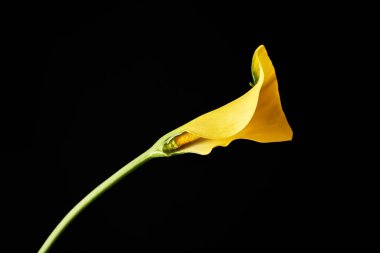 Koyu arkaplanlı zambak. Erotik kavram