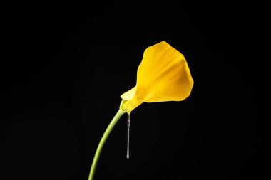 Arum Nilüfer 'in koyu arkaplan üzerine bal damlaması. Erotik kavram