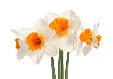 Beyaz arka planda güzel nergisler