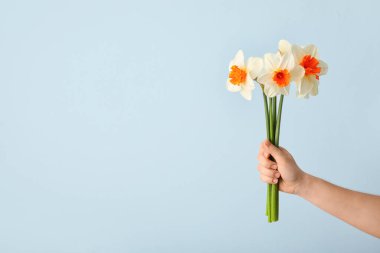 Renkli arka planda güzel nergisleri olan bir kadın el.