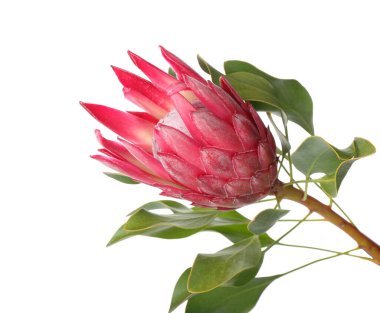 Beyaz arkaplanda güzel protea çiçeği