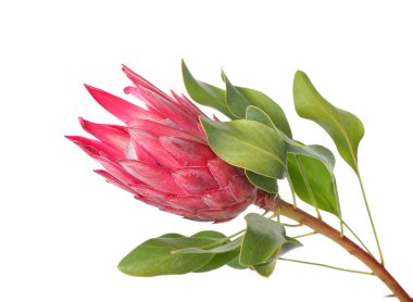 Beyaz arkaplanda güzel protea çiçeği