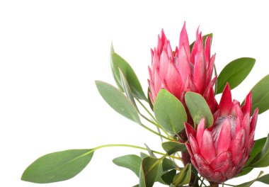 Beyaz arkaplanda güzel protea çiçekleri, yakın plan