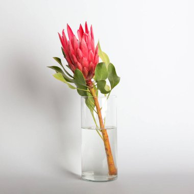 Işık arka planında güzel protea çiçekli vazo