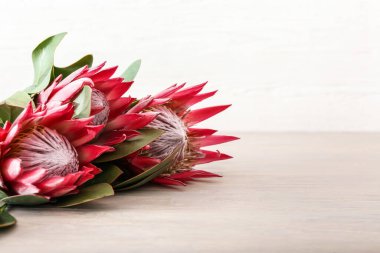 Işık arkaplanda güzel protea çiçekleri, yakın plan