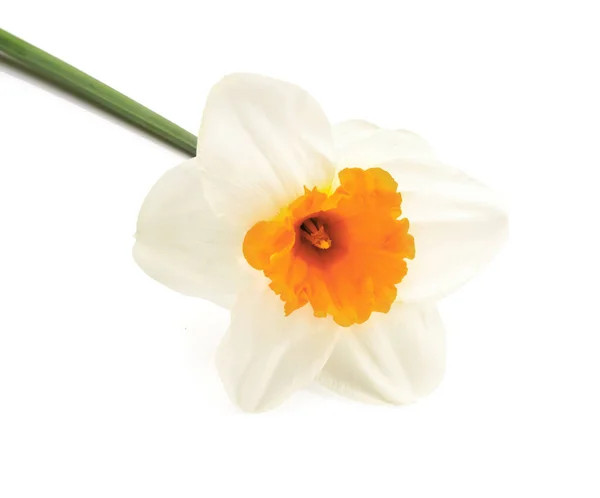 Beautiful Narcissus White Background — Stock Photo, Image