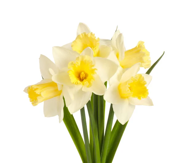 Beautiful Daffodils White Background — Stock Photo, Image