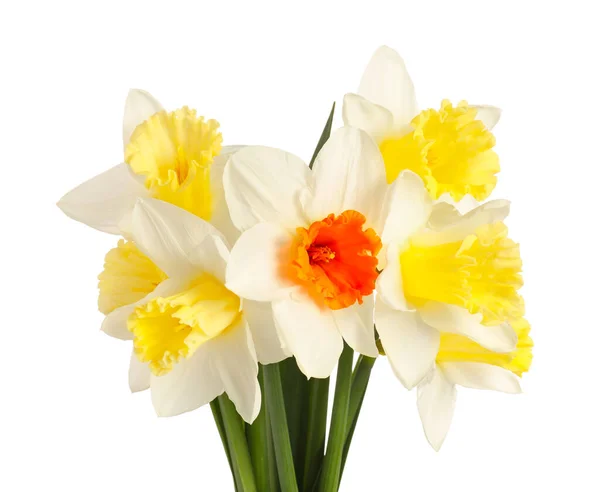 Beautiful Daffodils White Background — Stock Photo, Image