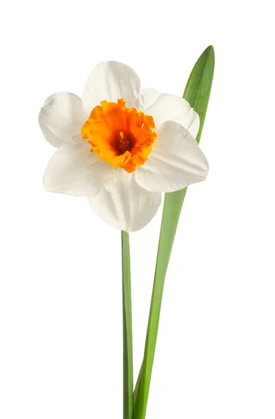 Beautiful Narcissus White Background — Stock Photo, Image