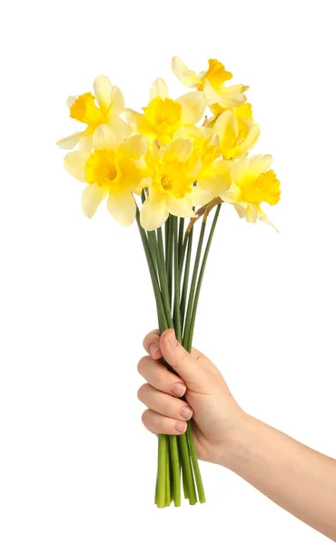 Main Féminine Avec Belles Jonquilles Sur Fond Blanc — Photo