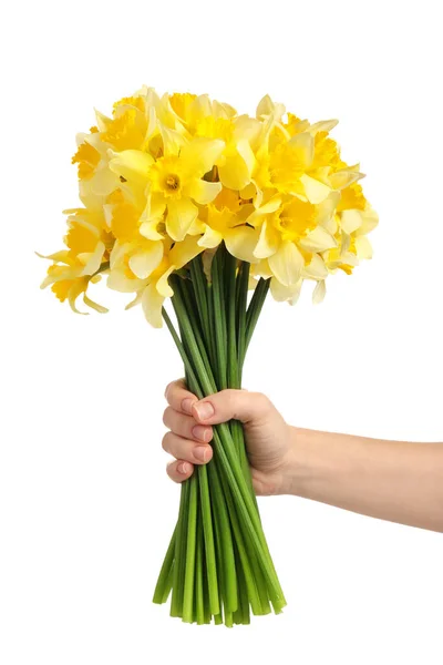 Main Féminine Avec Belles Jonquilles Sur Fond Blanc — Photo