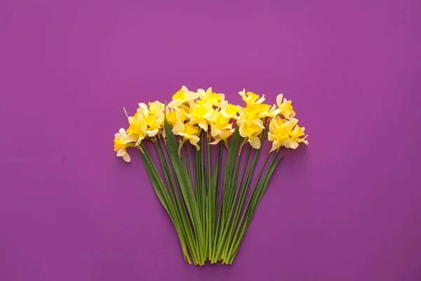 Beautiful Daffodils Color Background — Stock Photo, Image