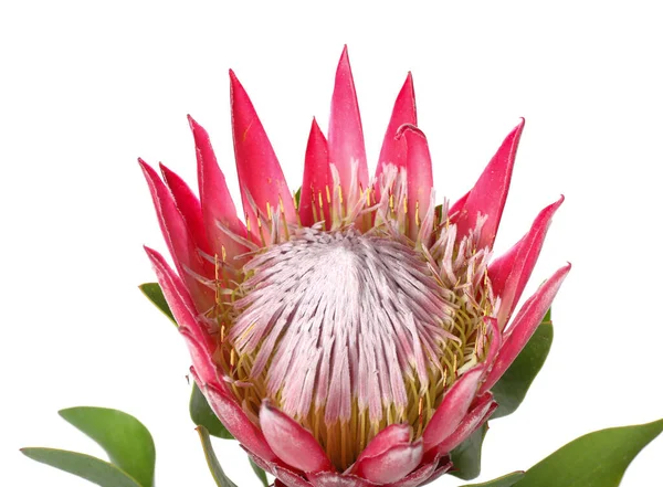 Beautiful Protea Flower White Background Closeup — Stock Photo, Image