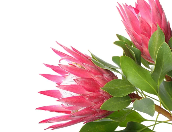 Beautiful Protea Flowers White Background Closeup — Stock Photo, Image