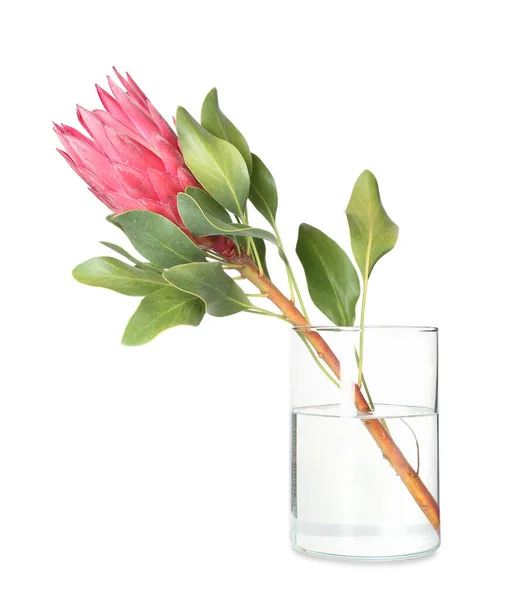 Vase Beautiful Protea Flower White Background — Stock Photo, Image