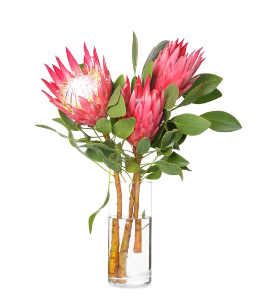 Vase Beautiful Protea Flowers White Background — Stock Photo, Image