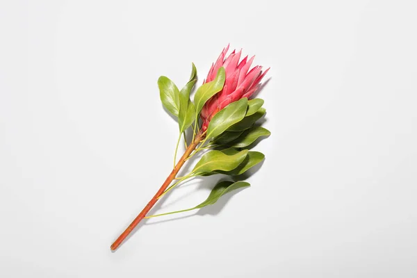 Beautiful Protea Flower Color Background — Stock Photo, Image